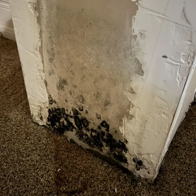 Professional Mold Removal in Overton County, TN